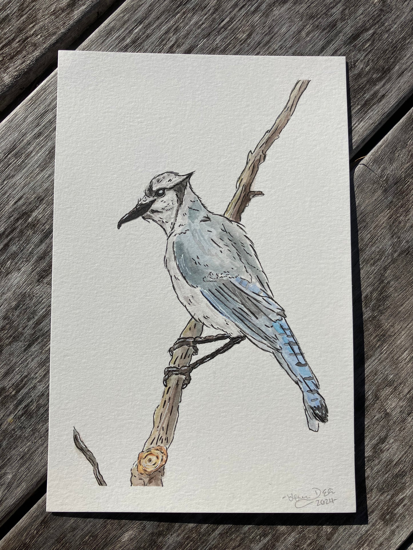 Blue Jay