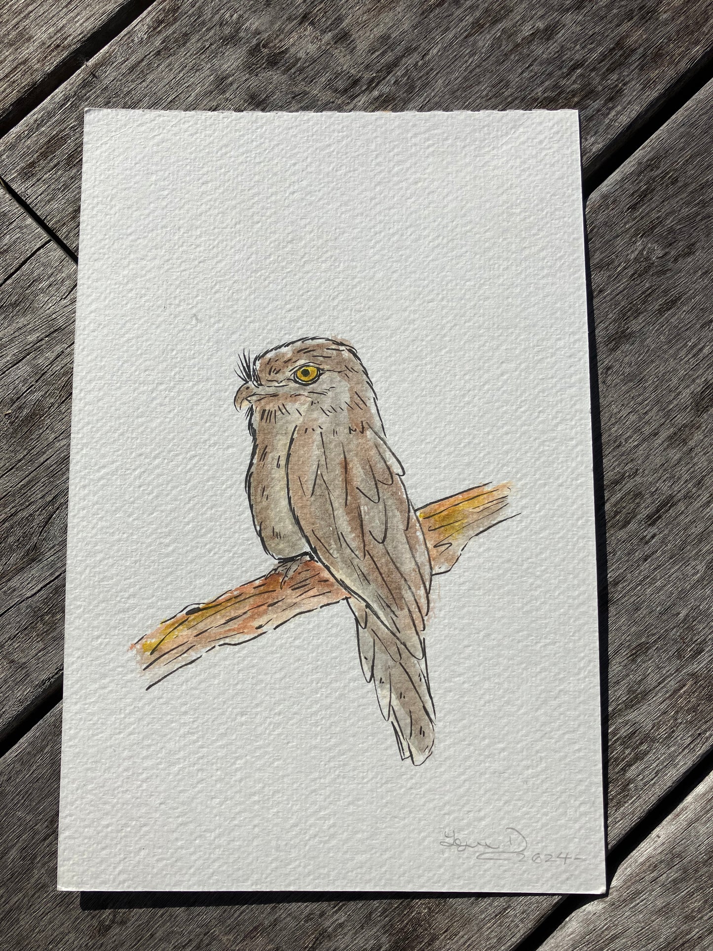 Tawny Frogmouth