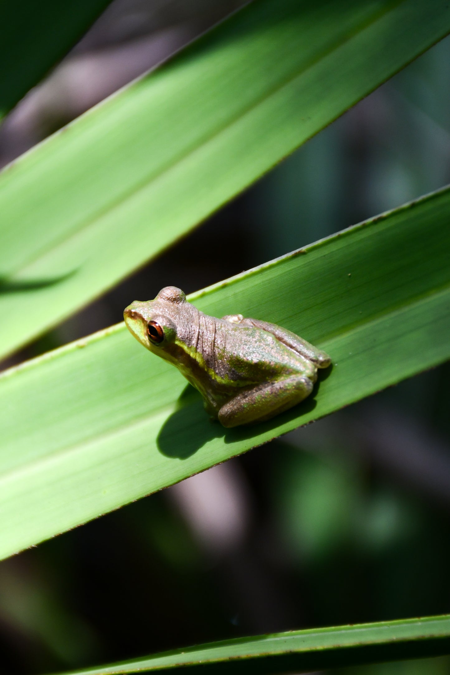Cuban Tree Frog