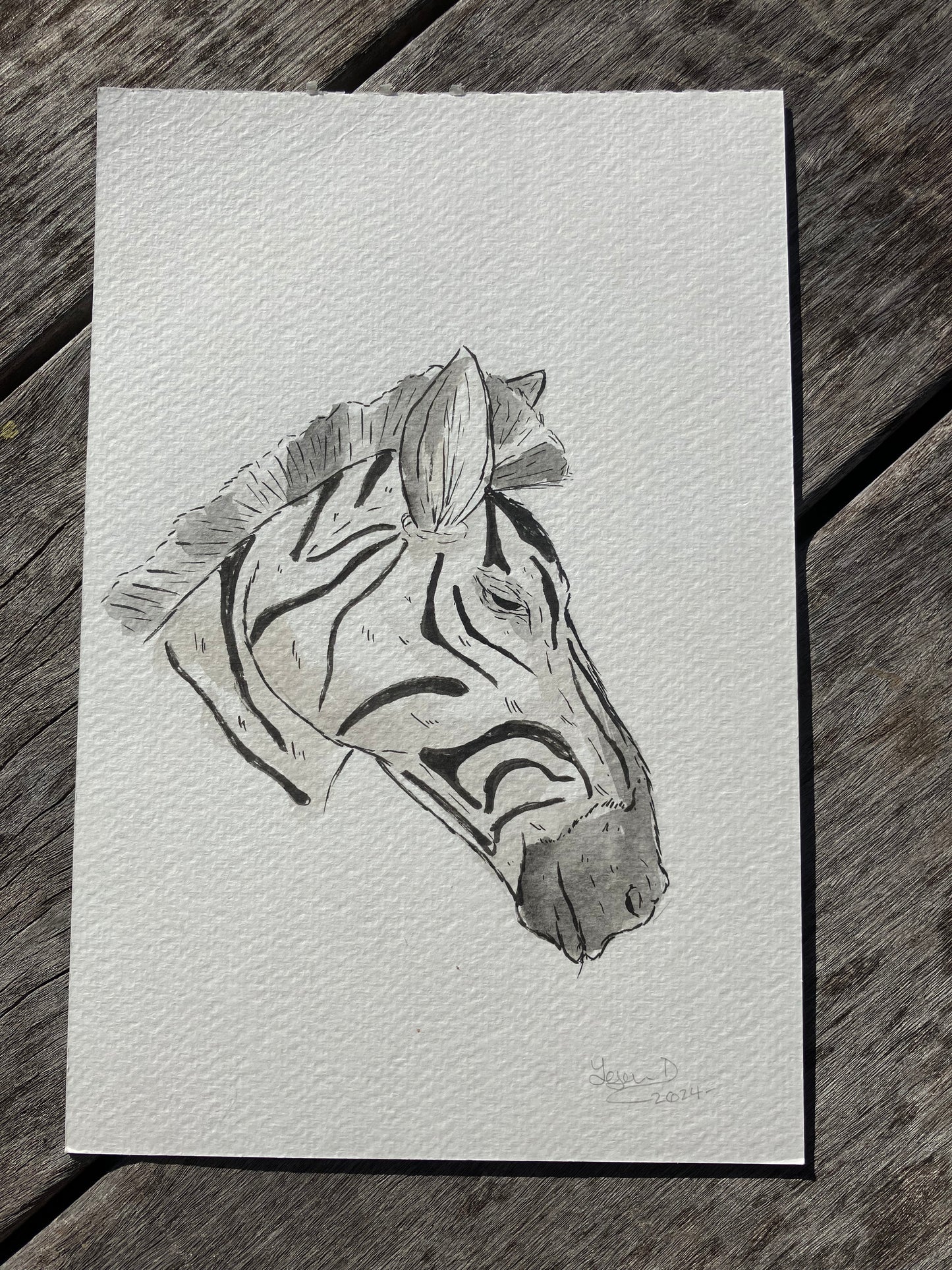 Zebra