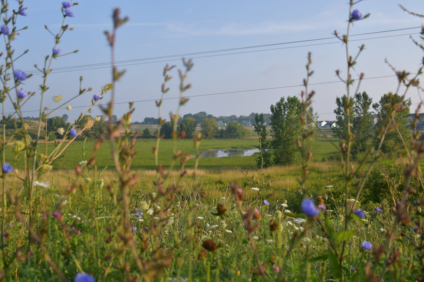 Into the Flowers
