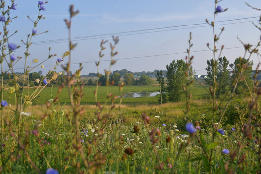 Into the Flowers