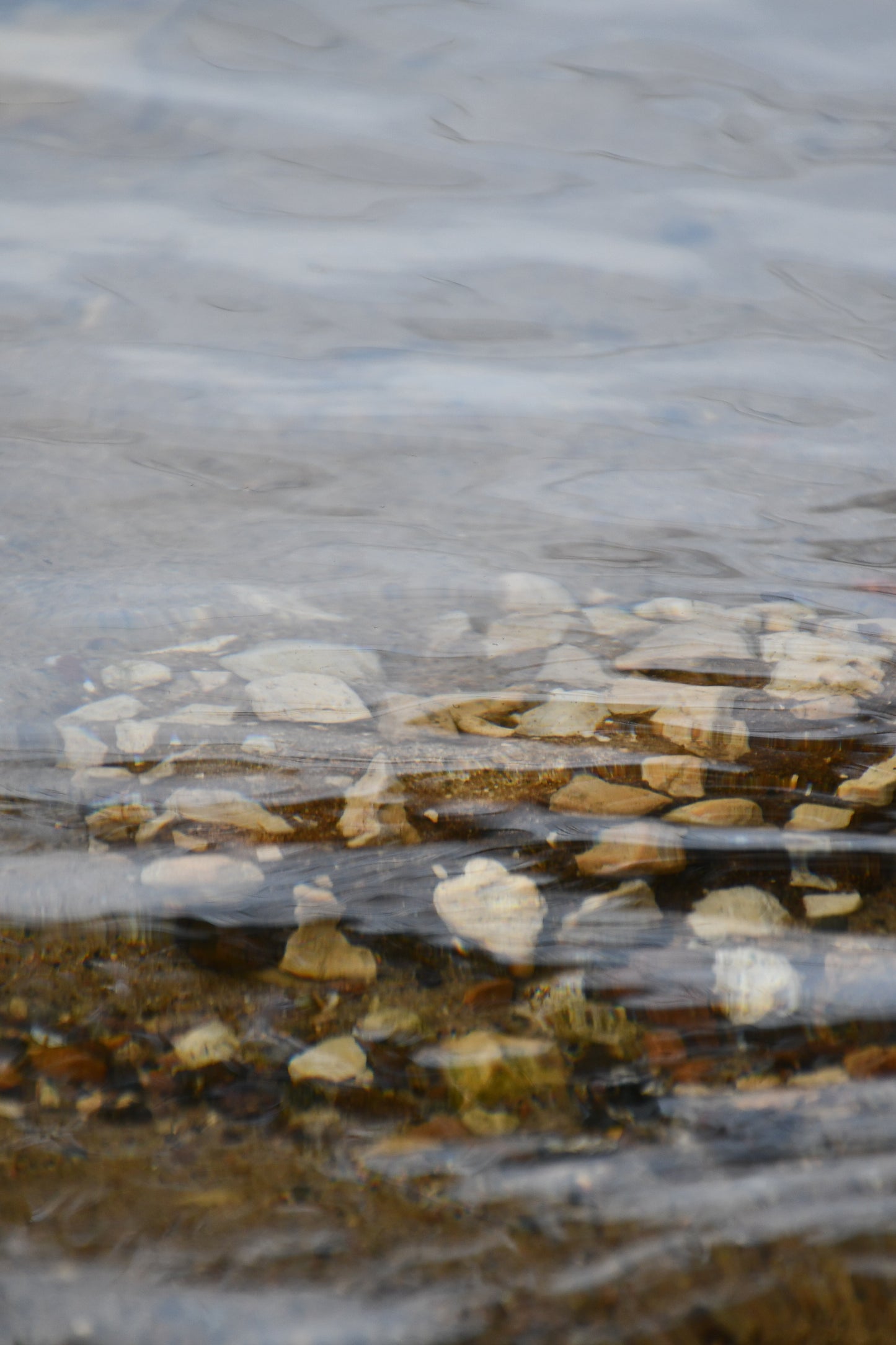 Shells in the Water