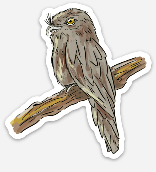 Twany Frogmouth