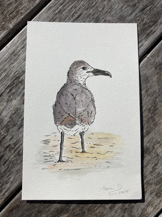 Seagull