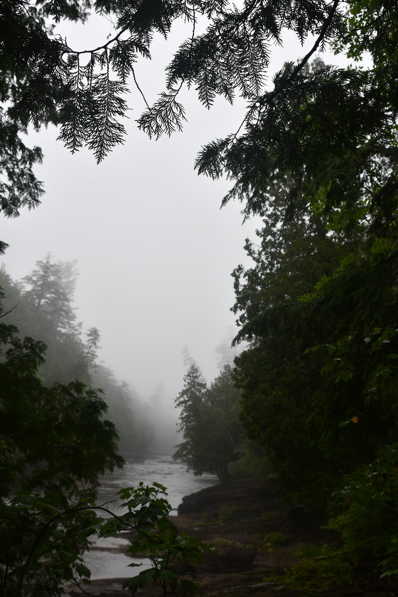 In the Fog