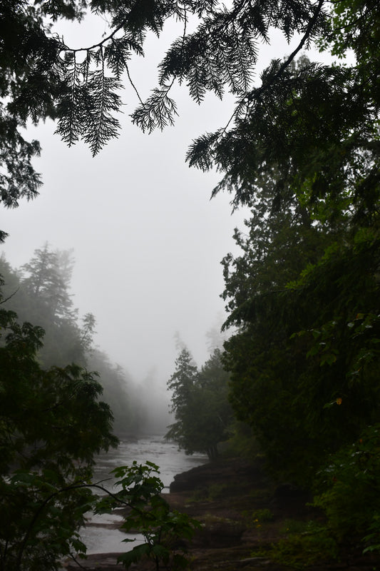 In the Fog
