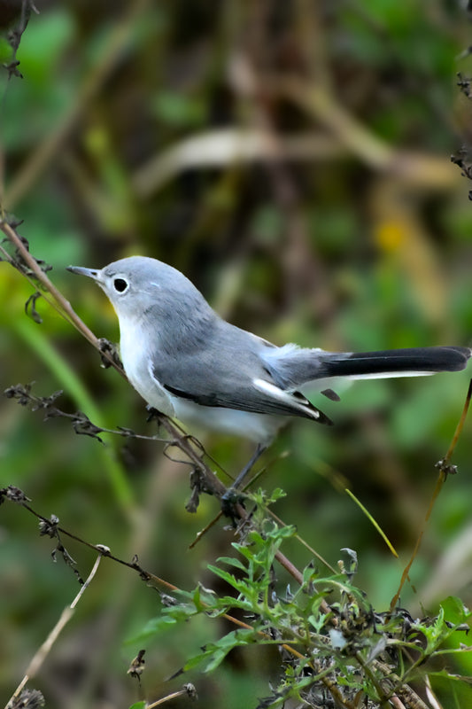 Blue-Grey Gnatcatcher