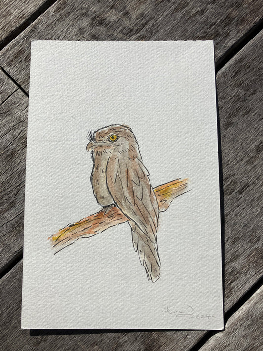 Tawny Frogmouth