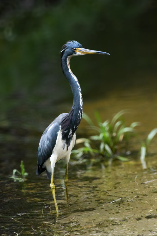 Tri-Colored Heron