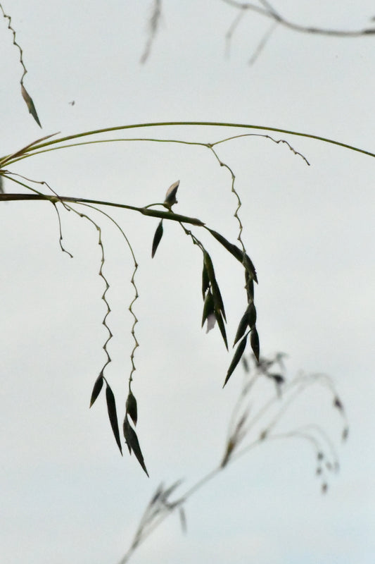 Abstract Plants